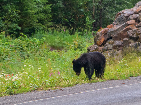 Bear by Salmon Glacier road