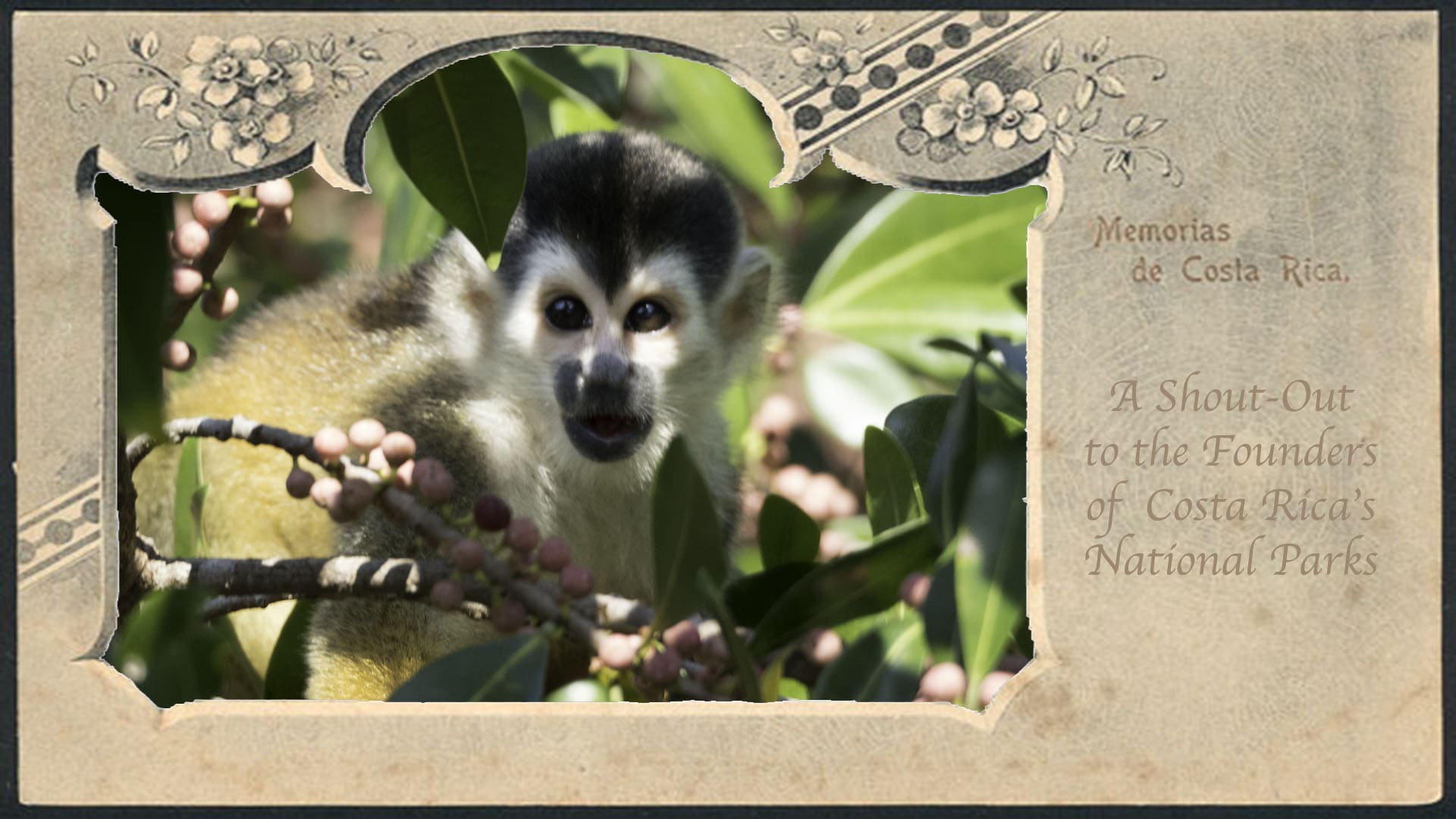 A titi or squirrel monkey, the rarest in Costa Rica,  Terraba Sierpe Mangrove, Osa Peninsula