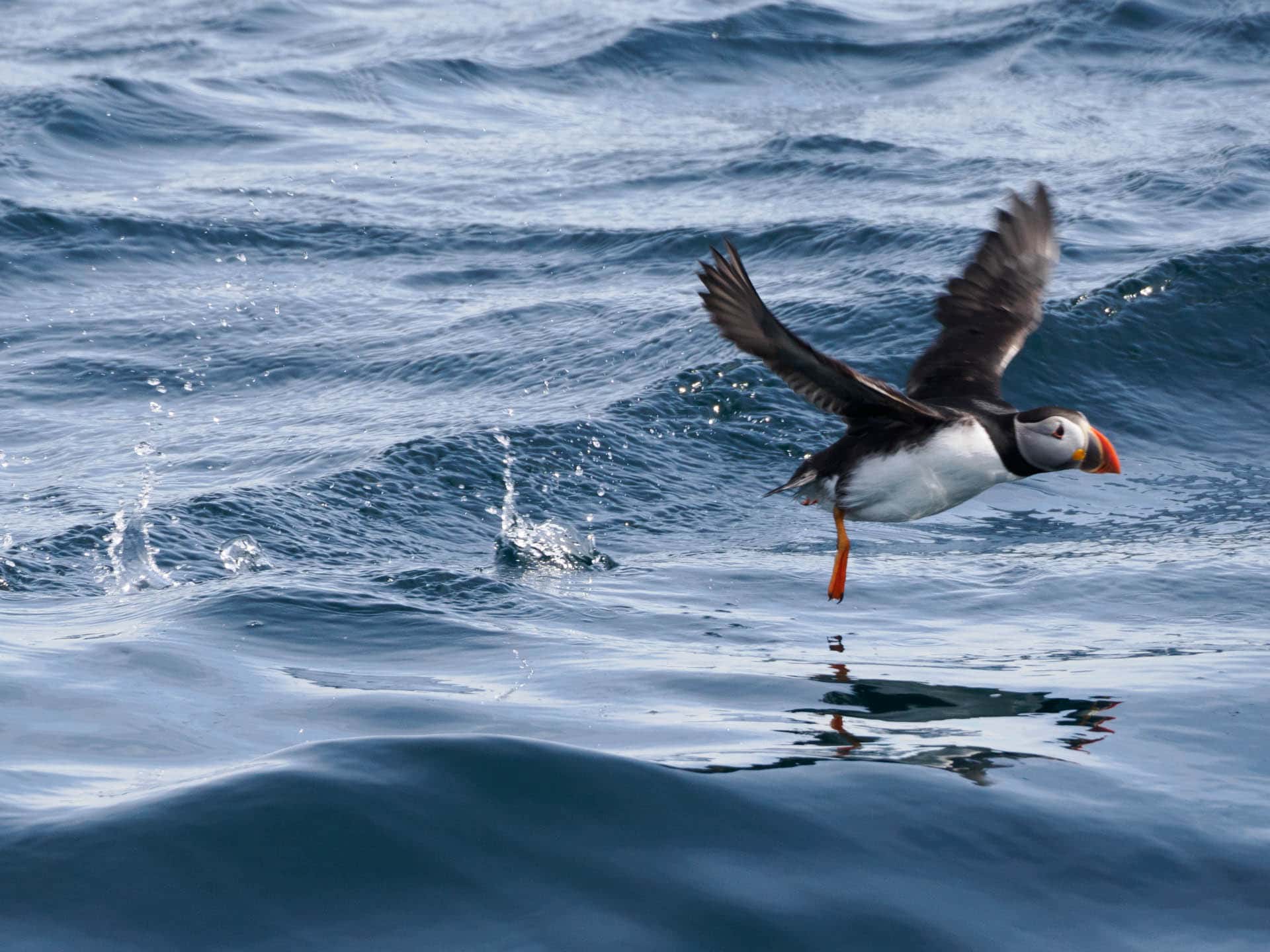 An adorable Atlantic puffin, a.k.a. a Sea Parrot, lifts its oh-so-cute-pudgy body to return to Gull Rock on Witless Bay Ecological Reserve