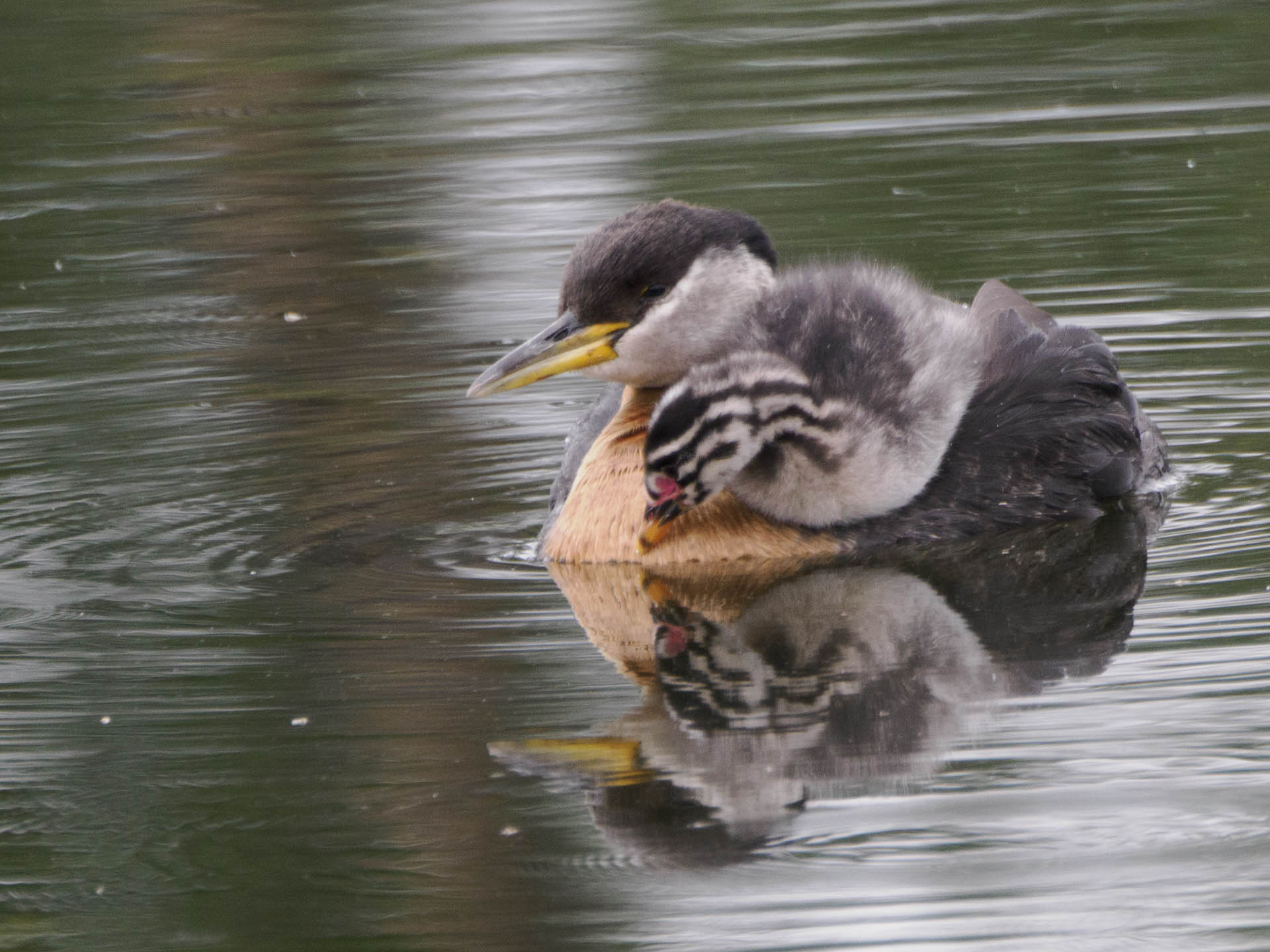 Red-necked Grebe Chick Westchester Lagoon Anchorage Alaska